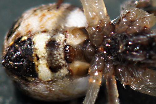 Réf. 317 669 : Cyclosa sierrae